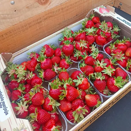 Hannaksen Tila - Tentsiles *